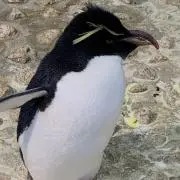 フードアの画像