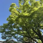 Rinの画像