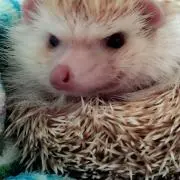はりちょすばんちょー