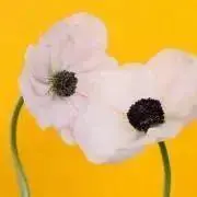みにの画像