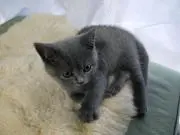 ちゃんみみの画像