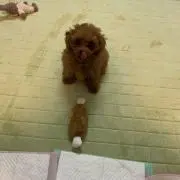kun