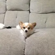 うみがめの画像
