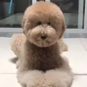 キャラメル