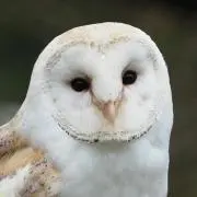 かるめなえの画像