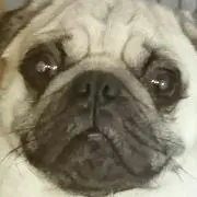 Gクールの画像