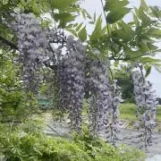 あちんの画像