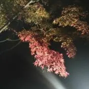 ピック
