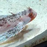わったの画像