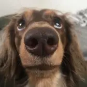 ひなた