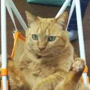 チャイティーラテの画像