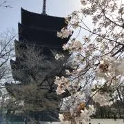 ことりの画像