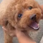 Tomoの画像