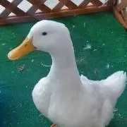 れんの画像