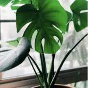 kou  ✨プロフ必読お願いします⚠️の画像