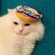 ねこむらの画像