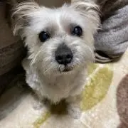 クッキーママの画像