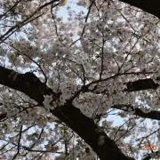 タケミサ