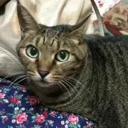 タカネコ
