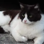 もっちっちの画像
