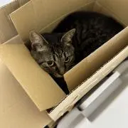 RIKKUの画像