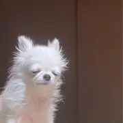 俺氏