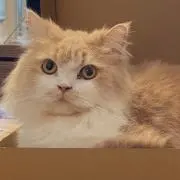 ねこ