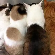 どれみの画像