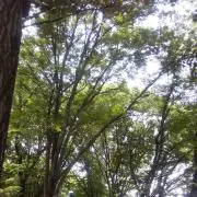 OOOji