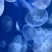 miiiiの画像