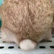 anchanaの画像