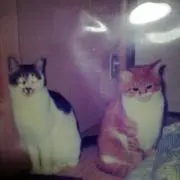 チコ・チャコ（暫くの間！出品は休みます）