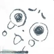 Lioの画像