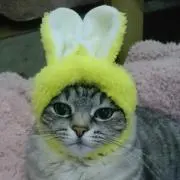 ニャニャン！！の画像