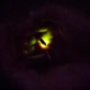 Dの画像