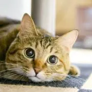 Catshop de Japonésの画像