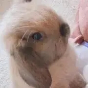 うさ