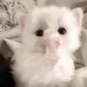 A♡