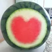 ハローパパ