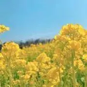 かにぱんの画像