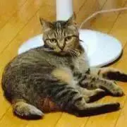 ヒバリ☆