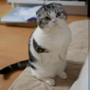えるふの画像