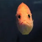 あかさの画像