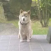 しばわんこ