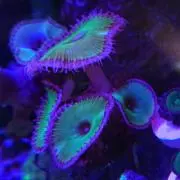 Kの画像