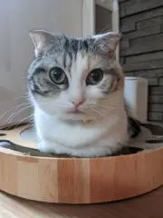 Krmnの画像