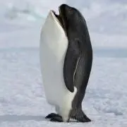 とんじる