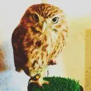 エドゥーの画像