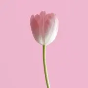 emanの画像