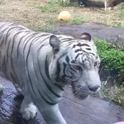 hiroママの画像